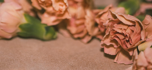 Pink carnation flowers